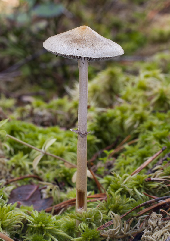 Stropharia semiglobata